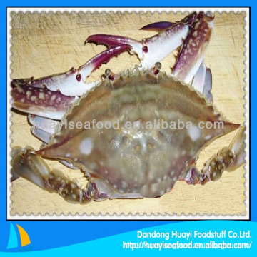 Congelado azul natação crab exportação